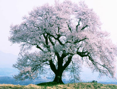 樱花