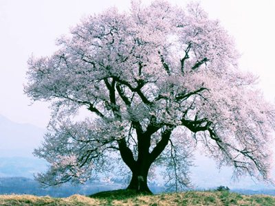 樱花