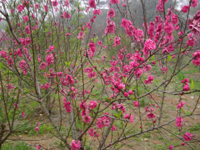 桃花