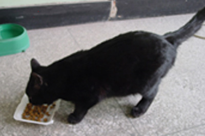 黑猫