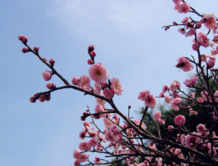 桃花