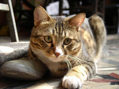 猫