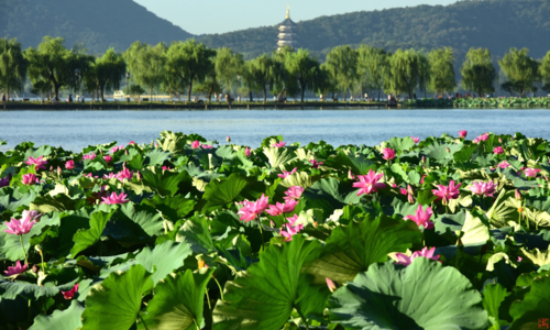 西湖
